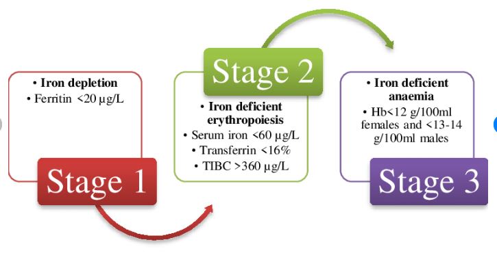 3 Stages of iron Deficiency